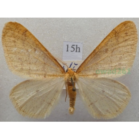 Agriopis aurantiaria (Hübner, 1799) male Zimowek pozłotnik Czech15h